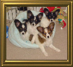 papwebsite002013.jpg