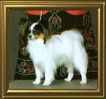 papwebsite003019.jpg