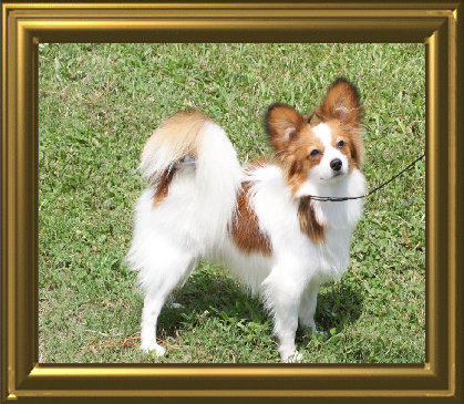 papwebsite004001.jpg