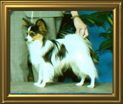 papwebsite004004.jpg