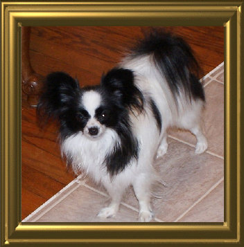 papwebsite004005.jpg