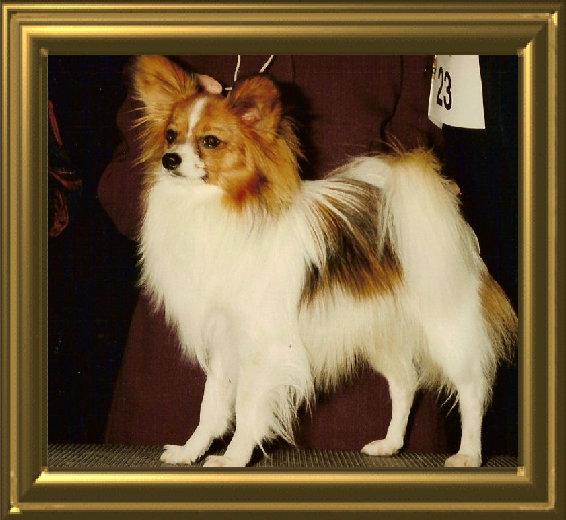papwebsite005013.jpg