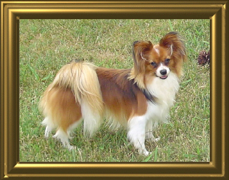 papwebsite005014.jpg