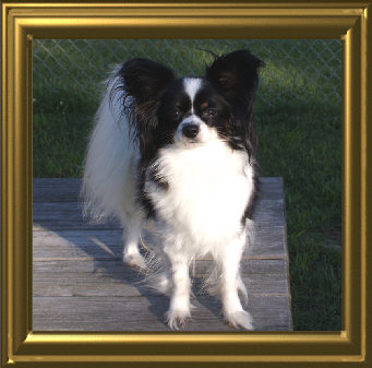 papwebsite006003.jpg