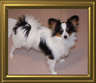 papwebsite006006.jpg