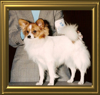 papwebsite006007.jpg
