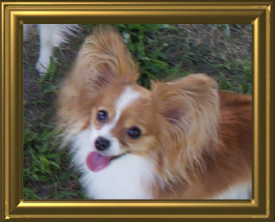 papwebsite006008.jpg