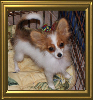 papwebsite007001.jpg