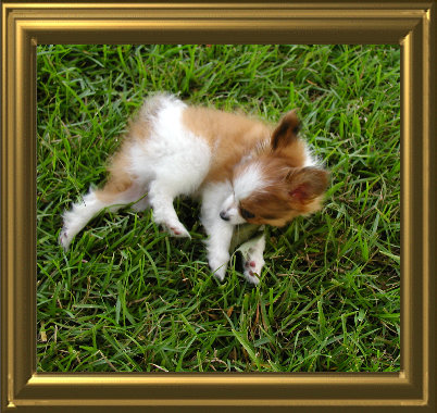 papwebsite007003.jpg