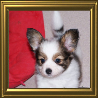 papwebsite007004.jpg