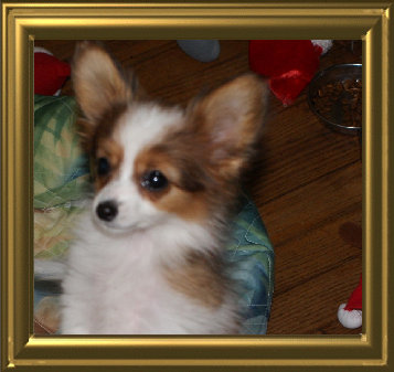 papwebsite007007.jpg