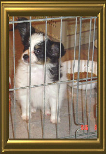 papwebsite007010.jpg