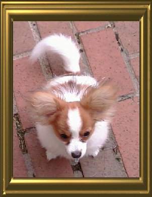 papwebsite011004.jpg