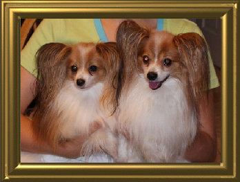 papwebsite011007.jpg