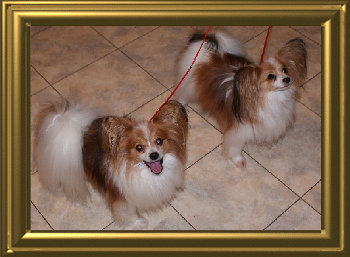 papwebsite011008.jpg