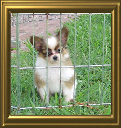 papwebsite011012.jpg