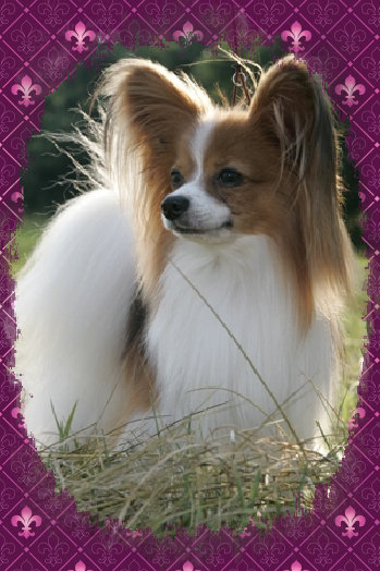 papwebsite012004.jpg