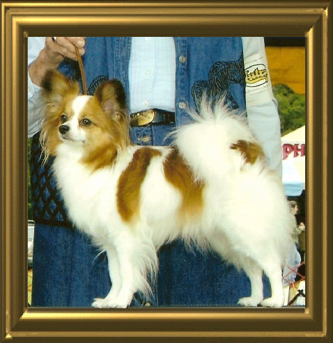 papwebsite014004.jpg