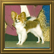 papwebsite015001.jpg