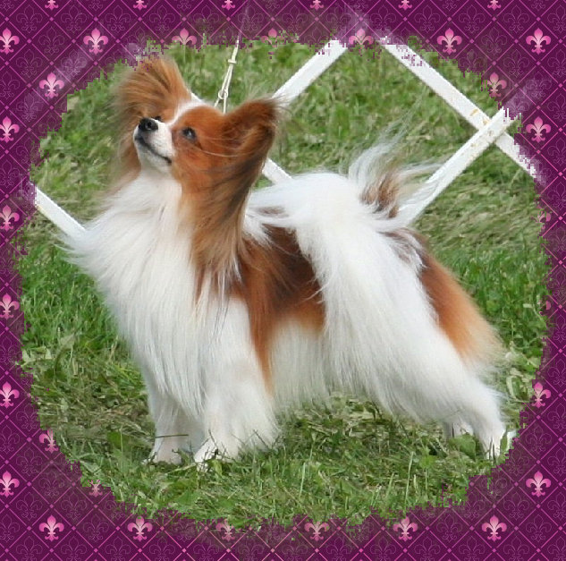 papwebsite015007.jpg