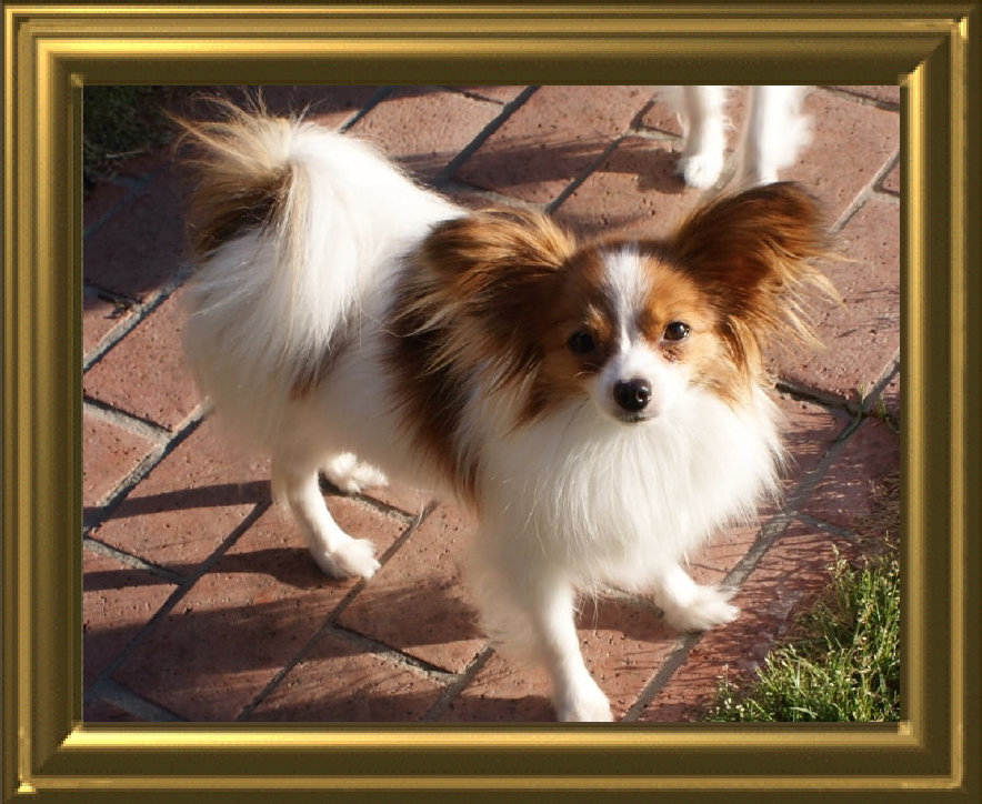 papwebsite016001.jpg