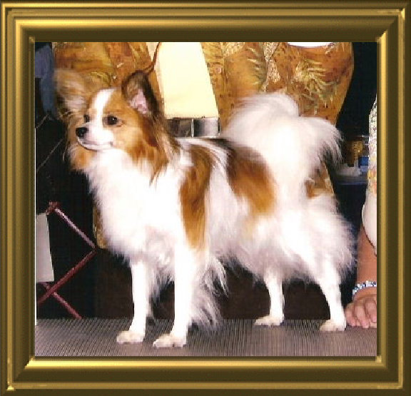papwebsite018001.jpg