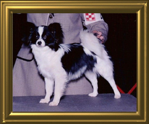 papwebsite020002.jpg