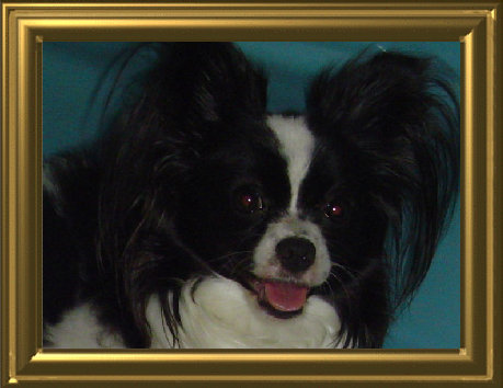 papwebsite020004.jpg