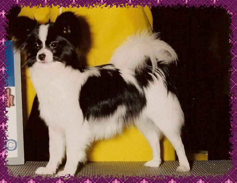 papwebsite020005.jpg