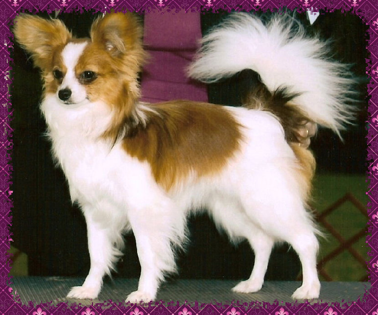 papwebsite021004.jpg