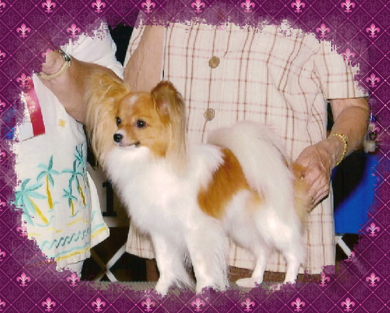 papwebsite022003.jpg