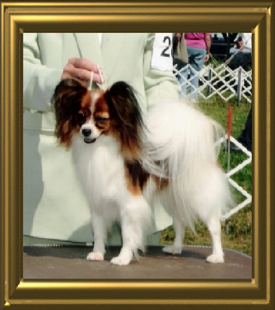 papwebsite023002.jpg