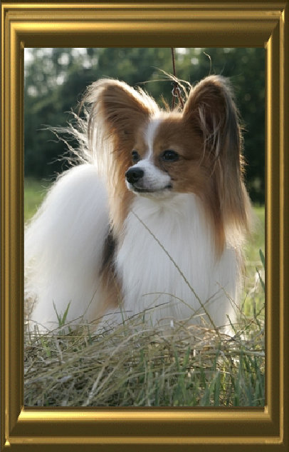 papwebsite024002.jpg