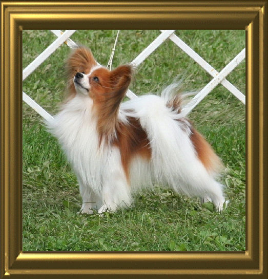 papwebsite028001.jpg