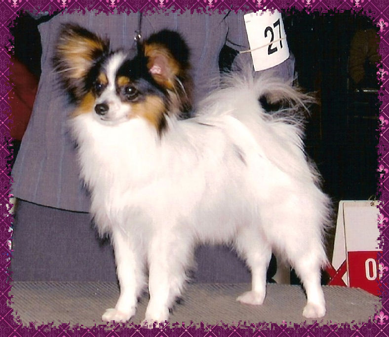 papwebsite028004.jpg