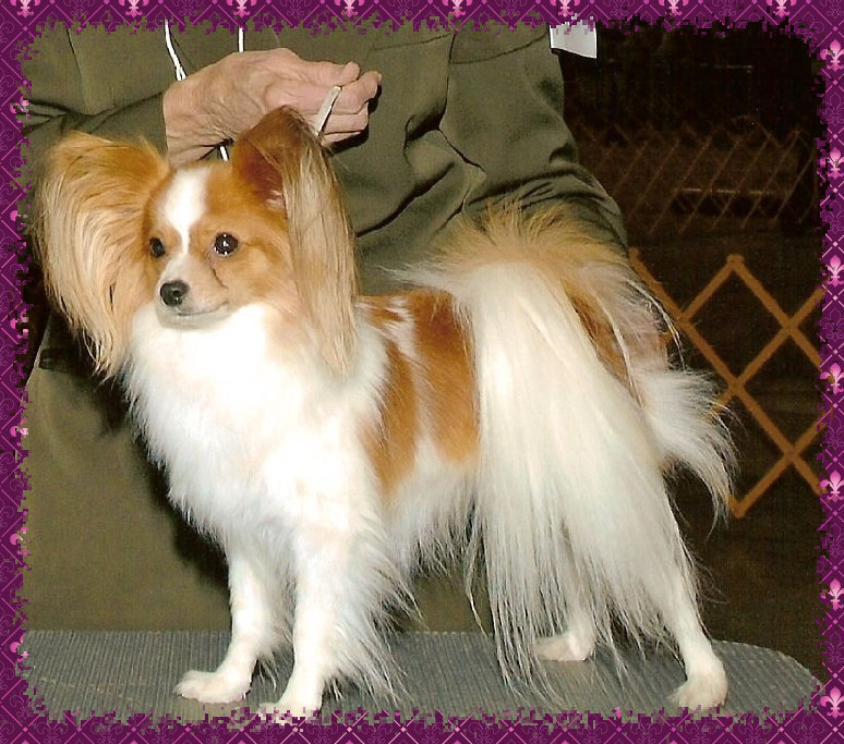 papwebsite029004.jpg