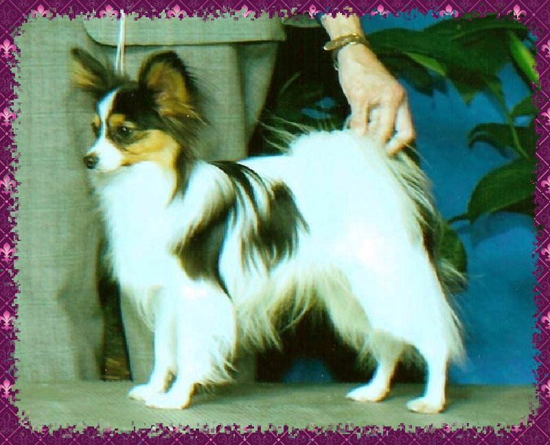 papwebsite031003.jpg