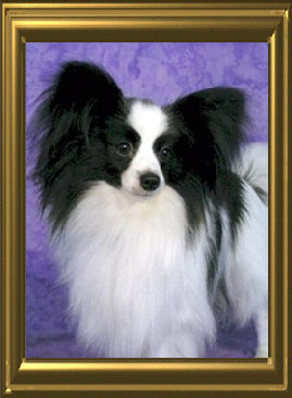 papwebsite032001.jpg
