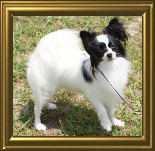 papwebsite032004.jpg