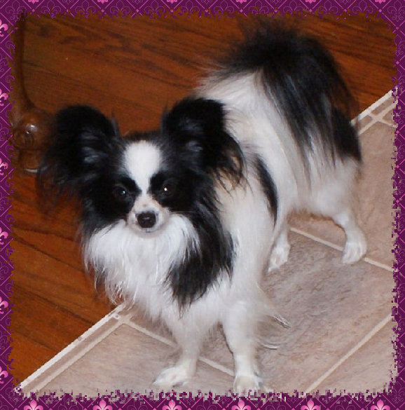 papwebsite033005.jpg