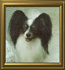 papwebsite035001.jpg