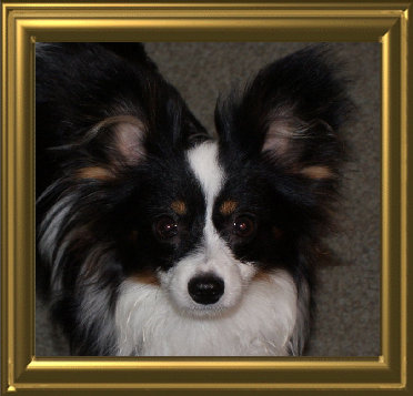 papwebsite035004.jpg