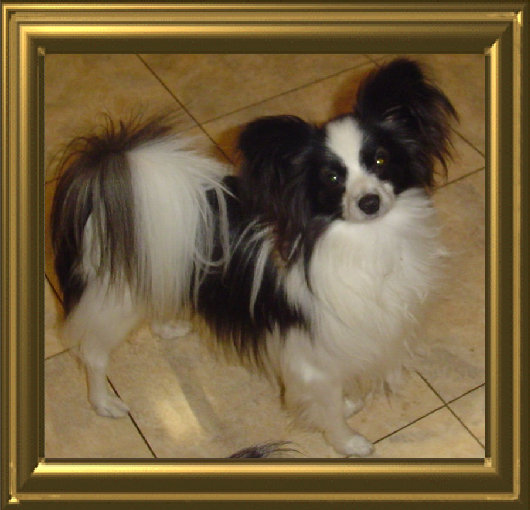 papwebsite036001.jpg