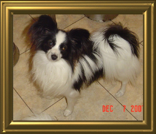 papwebsite036002.jpg