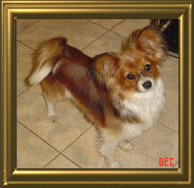 papwebsite037002.jpg