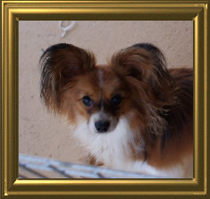 papwebsite037003.jpg
