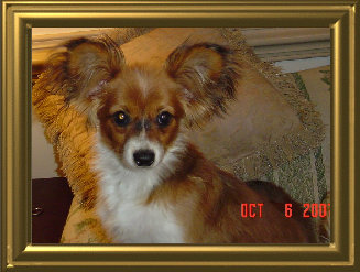 papwebsite037006.jpg