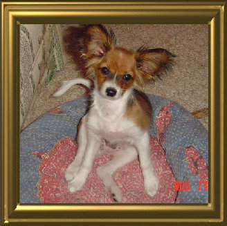 papwebsite037010.jpg