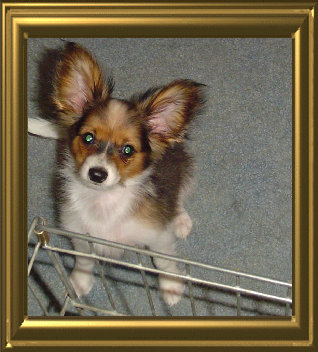 papwebsite037012.jpg