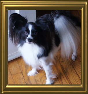 papwebsite037014.jpg